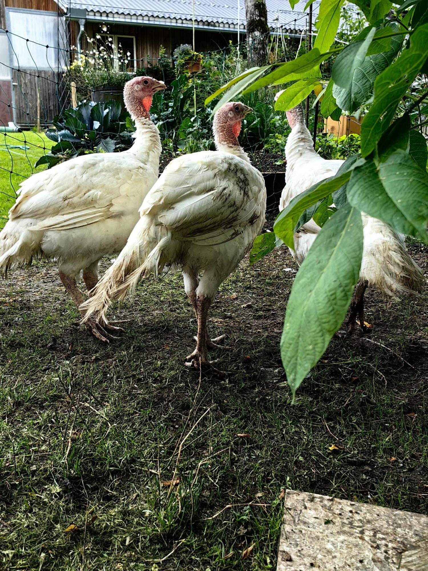 Appartamento Voegelhof Doren Esterno foto