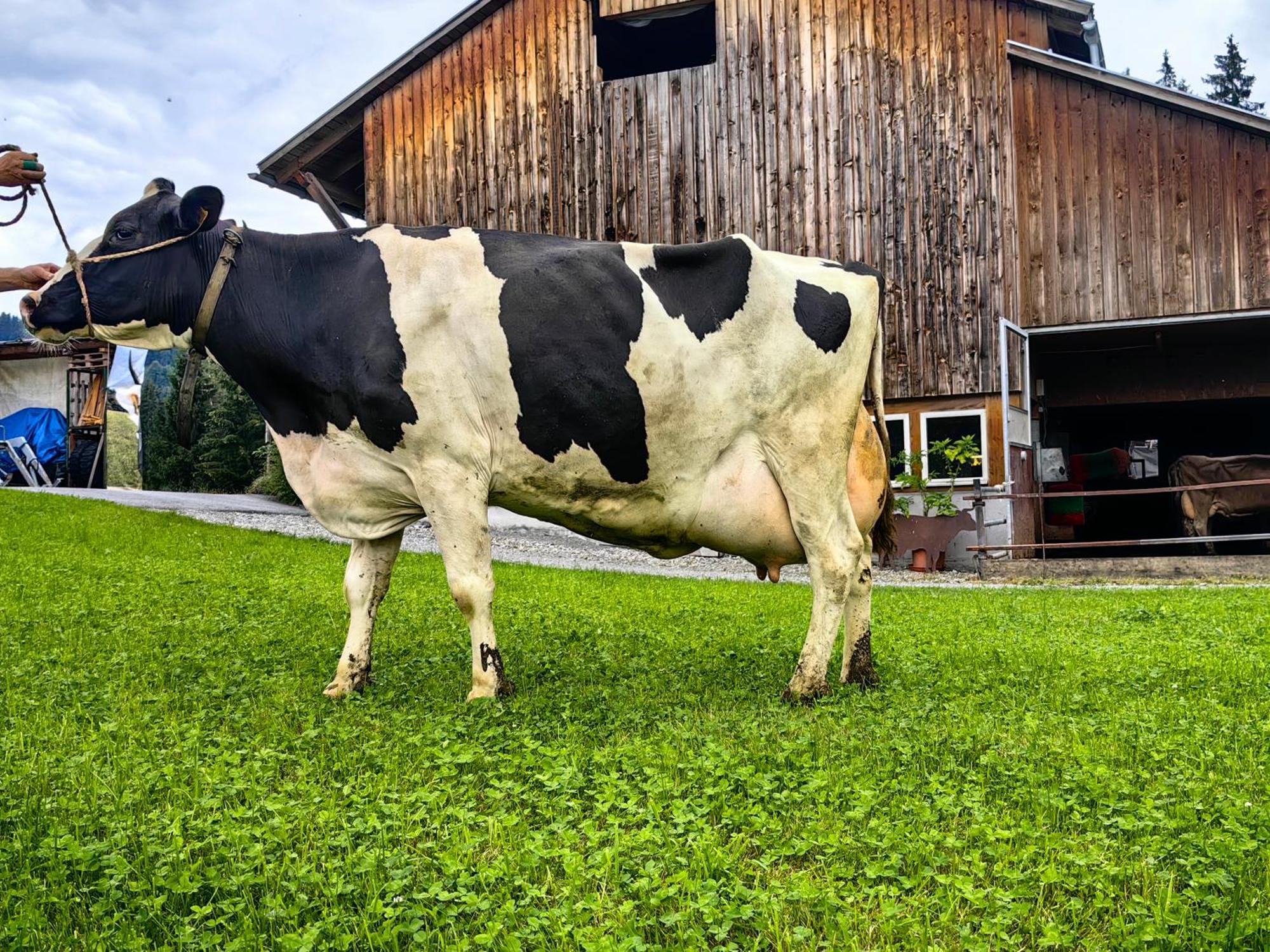 Appartamento Voegelhof Doren Esterno foto