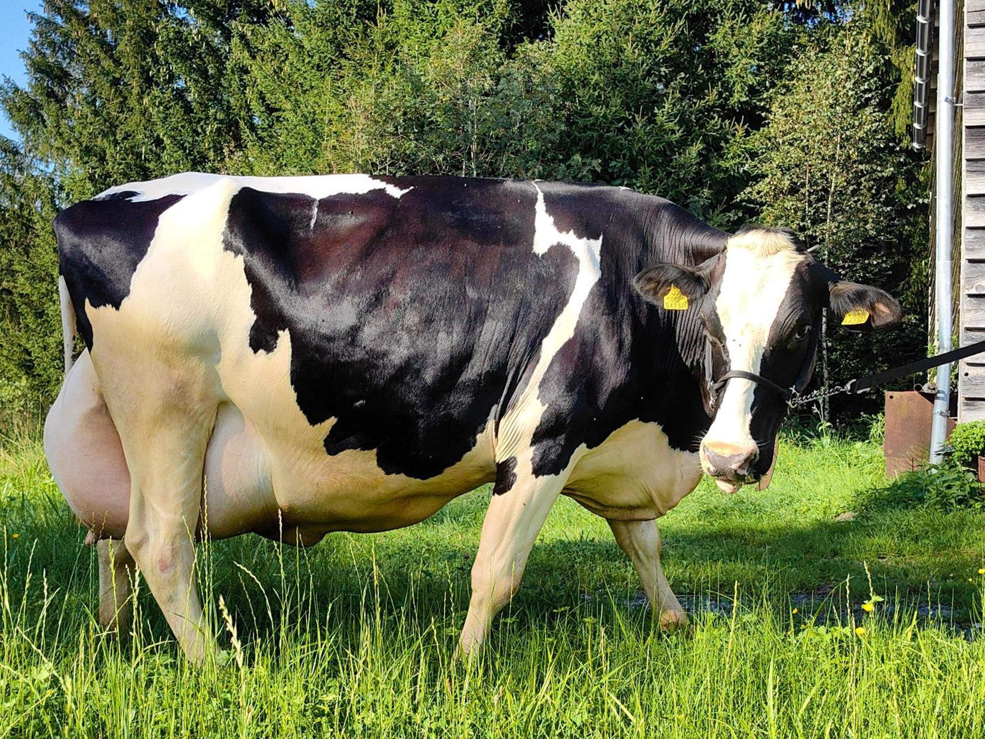 Appartamento Voegelhof Doren Esterno foto