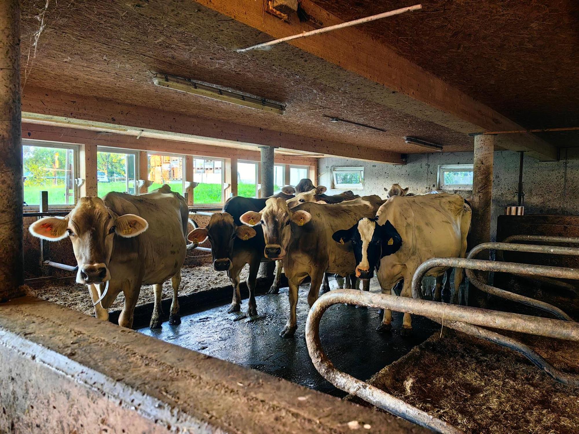 Appartamento Voegelhof Doren Esterno foto
