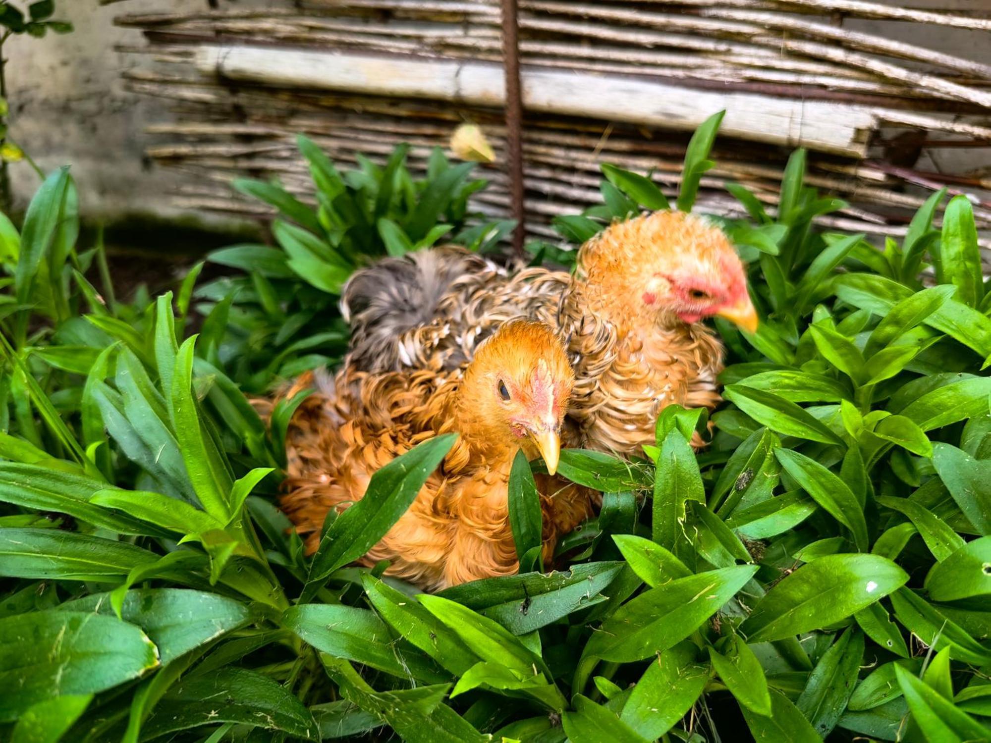 Appartamento Voegelhof Doren Esterno foto