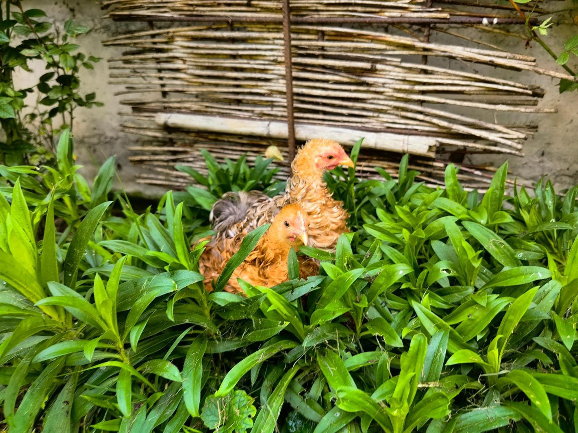 Appartamento Voegelhof Doren Esterno foto