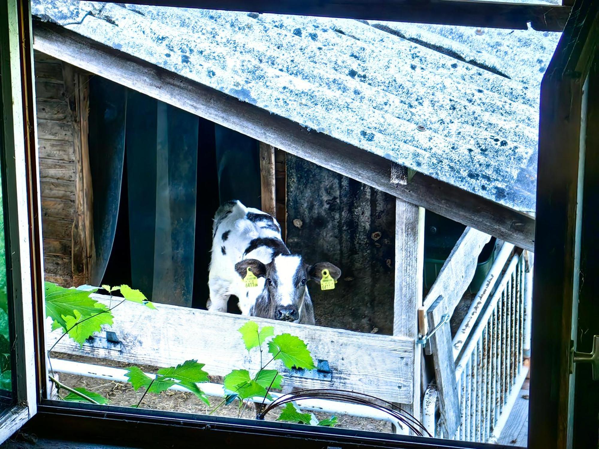 Appartamento Voegelhof Doren Esterno foto