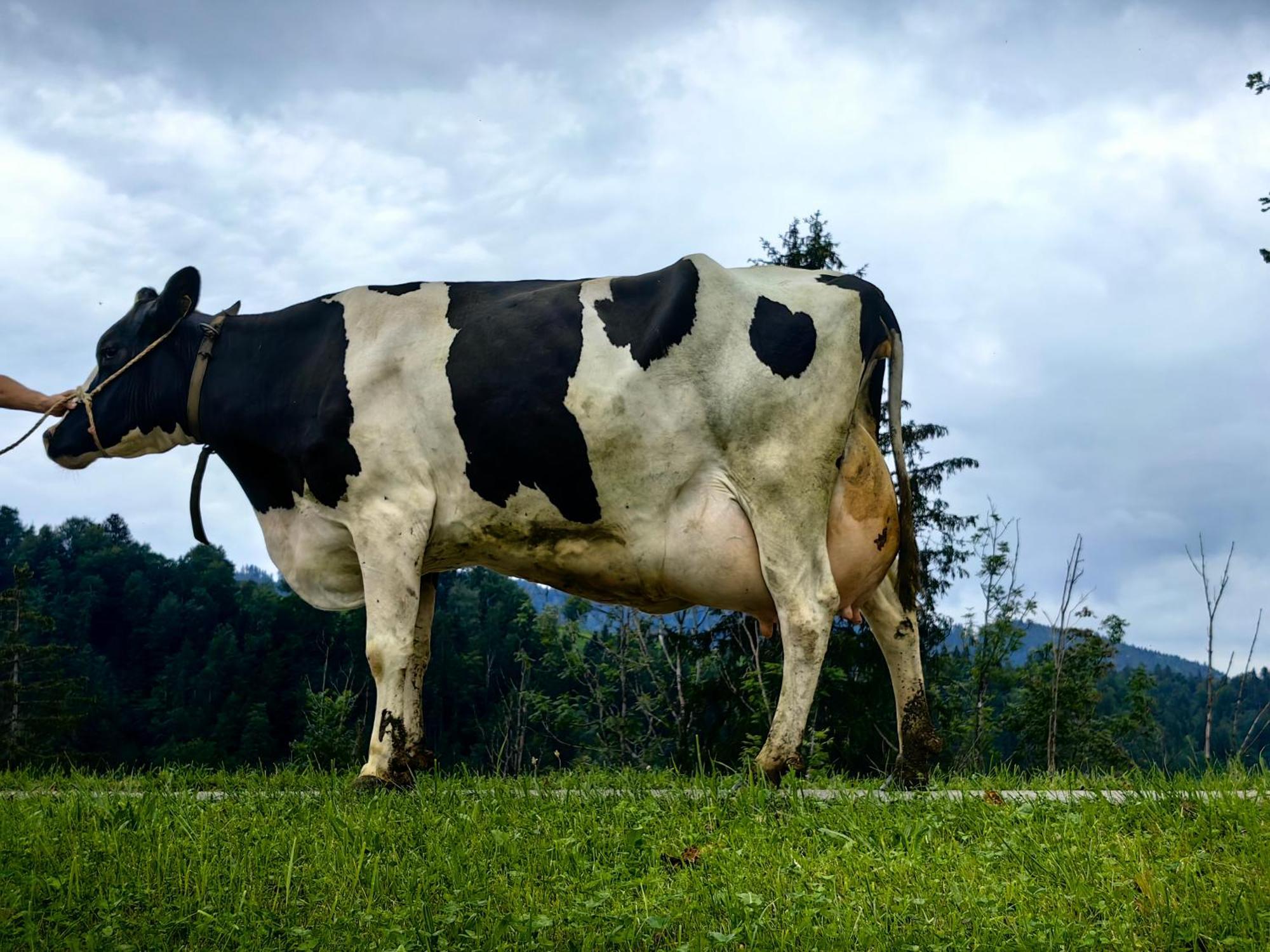 Appartamento Voegelhof Doren Esterno foto
