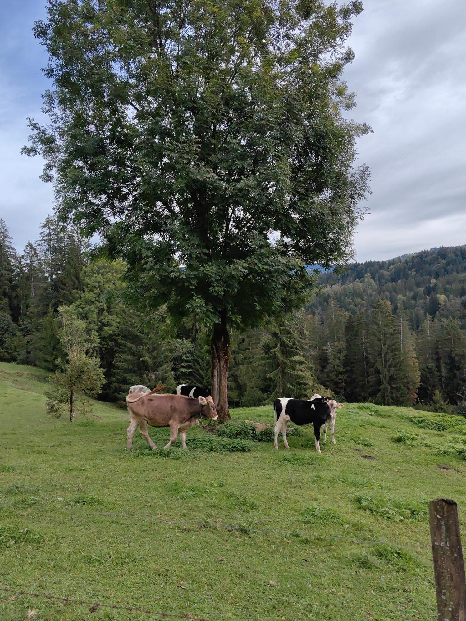 Appartamento Voegelhof Doren Esterno foto