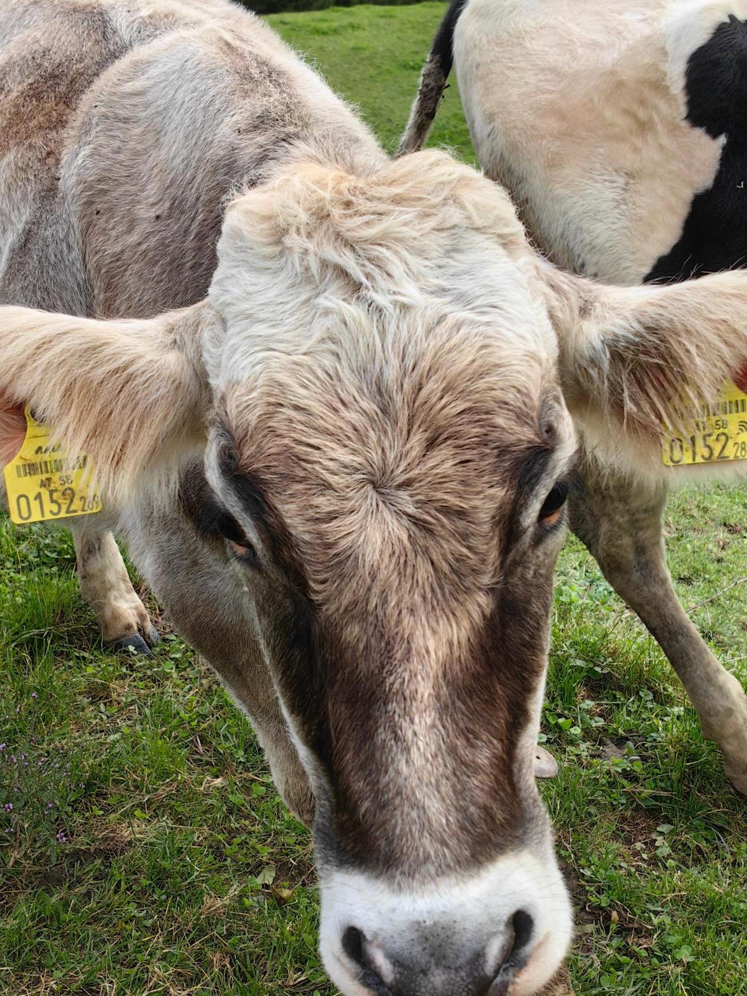 Appartamento Voegelhof Doren Esterno foto