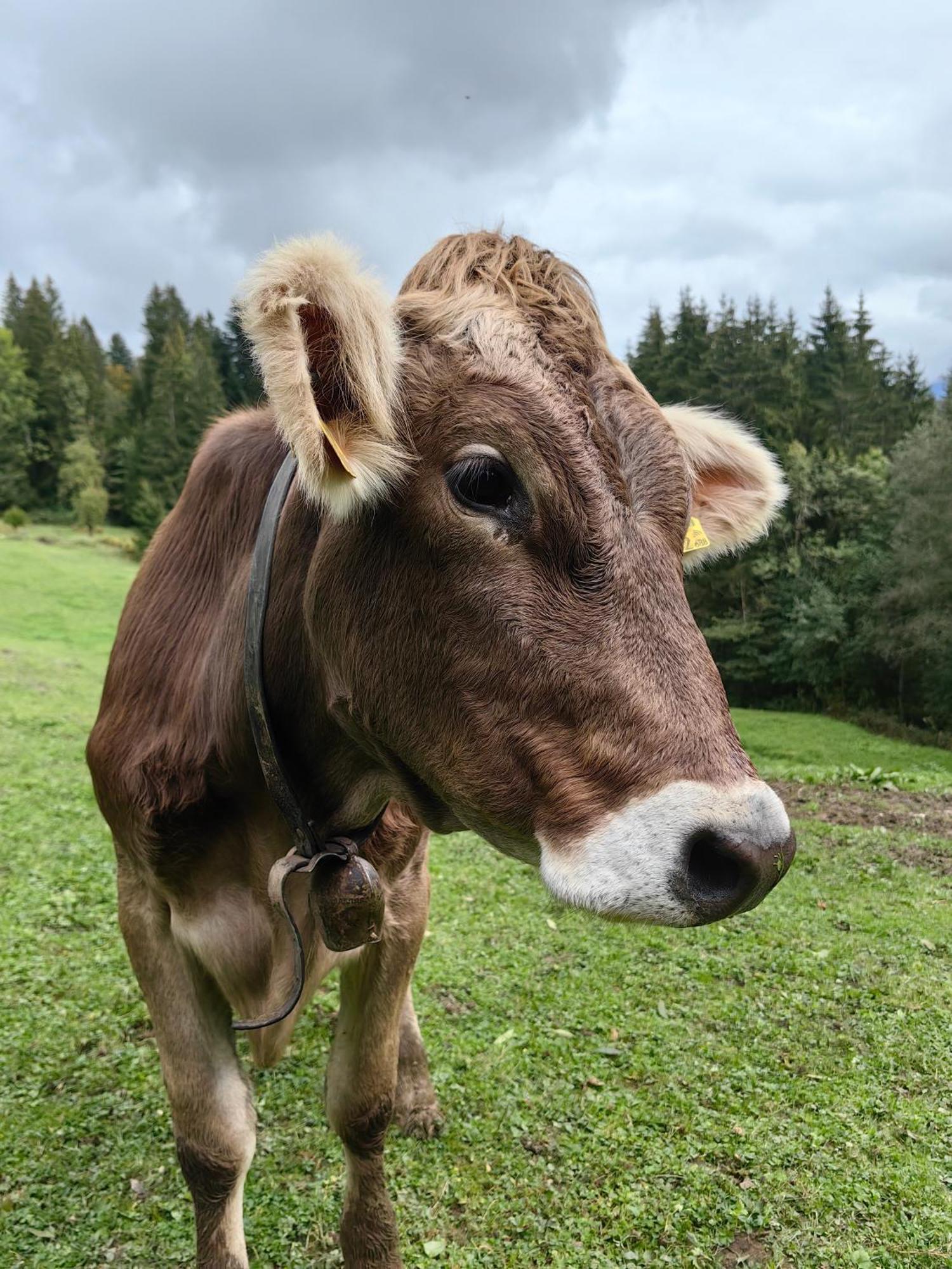Appartamento Voegelhof Doren Esterno foto